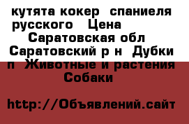 кутята кокер- спаниеля русского › Цена ­ 5 000 - Саратовская обл., Саратовский р-н, Дубки п. Животные и растения » Собаки   